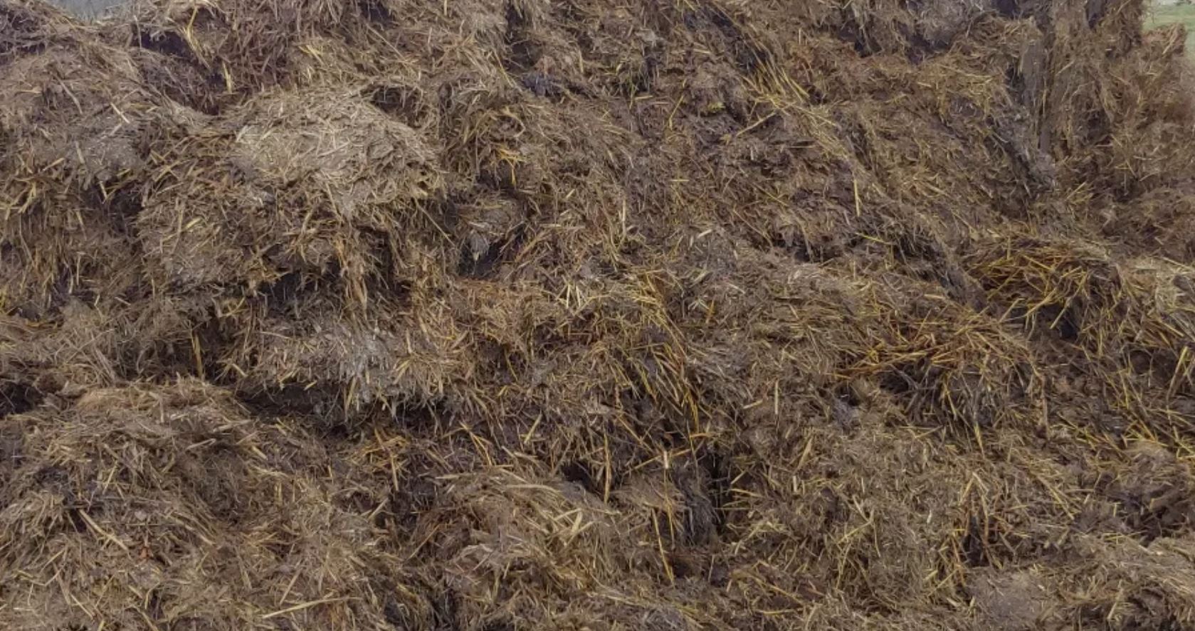 Obornik popieczarkowy